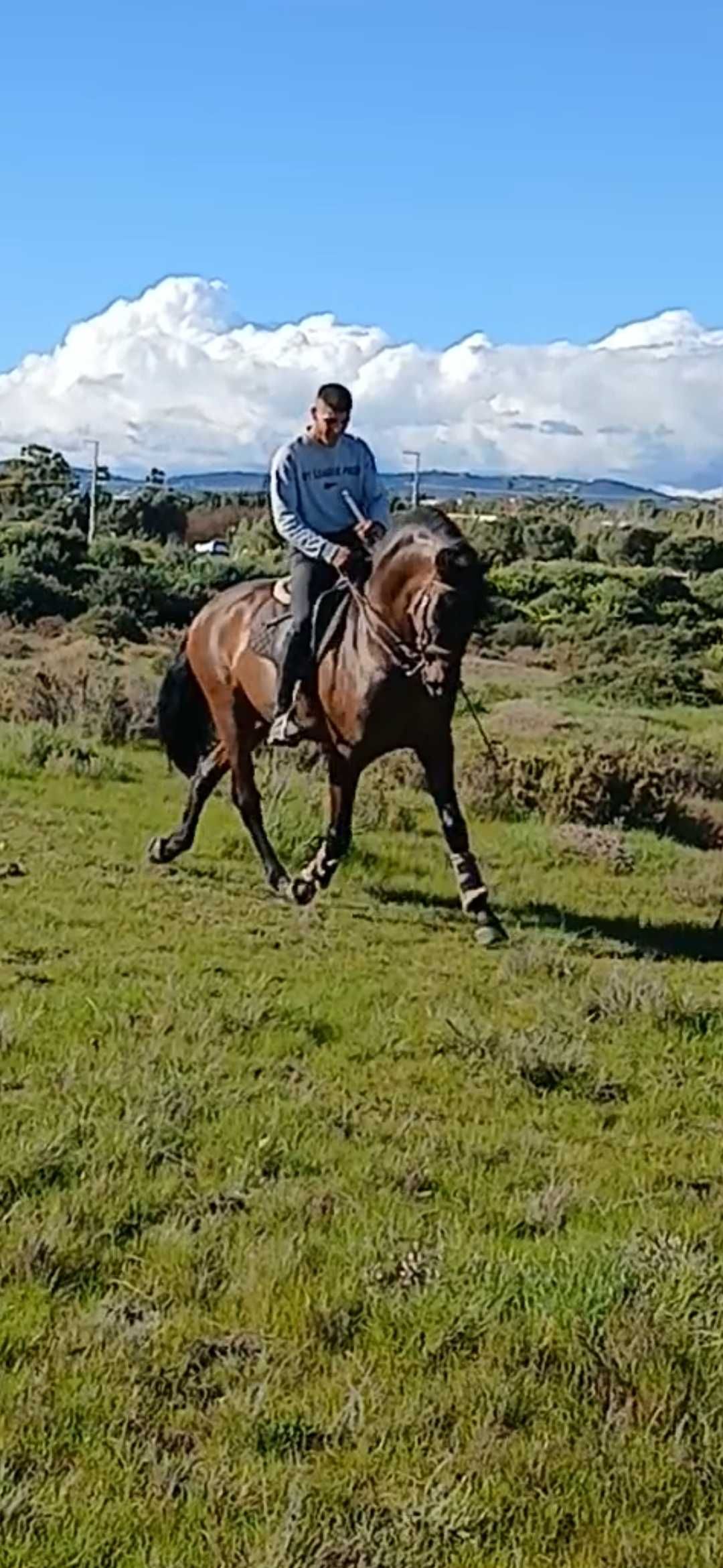 Vende se cavalo com 6 anos de idade