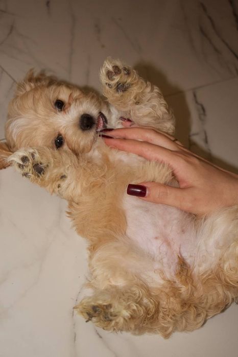 Той пудель, мальтіпу 2міс.