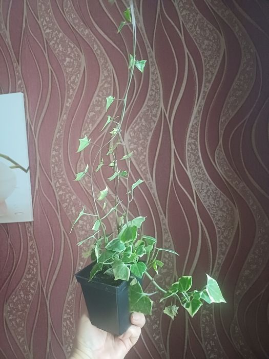 Плющ варієгатний