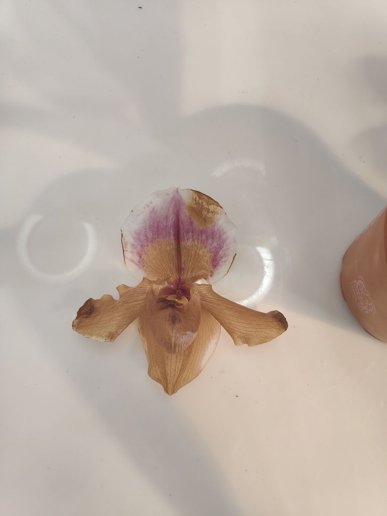 Орхидея пафиопедилум American Hybride