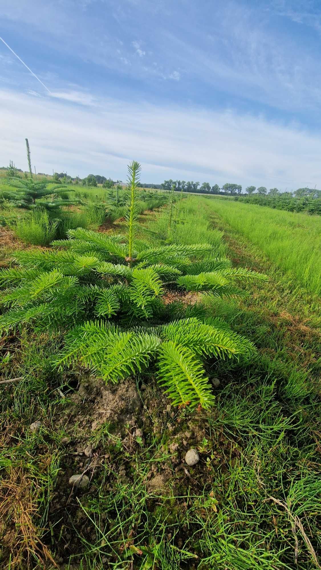 Jodła Kaukaska (Abies Nordmanniana) w donicy ukorzeniona 30 cm