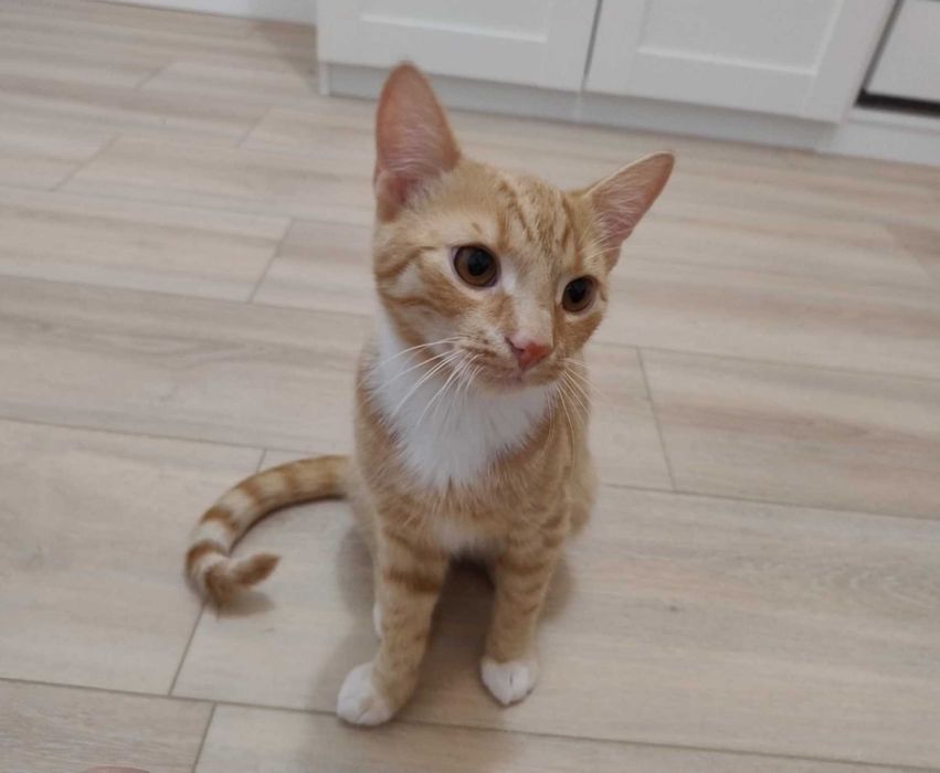 Kocurek szuka kochającego domu - ma ok. 7mcy