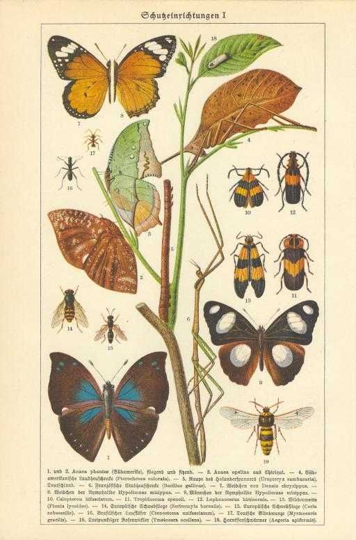 Motyle, Zwierzęta  oryginalna XIX w.  grafika