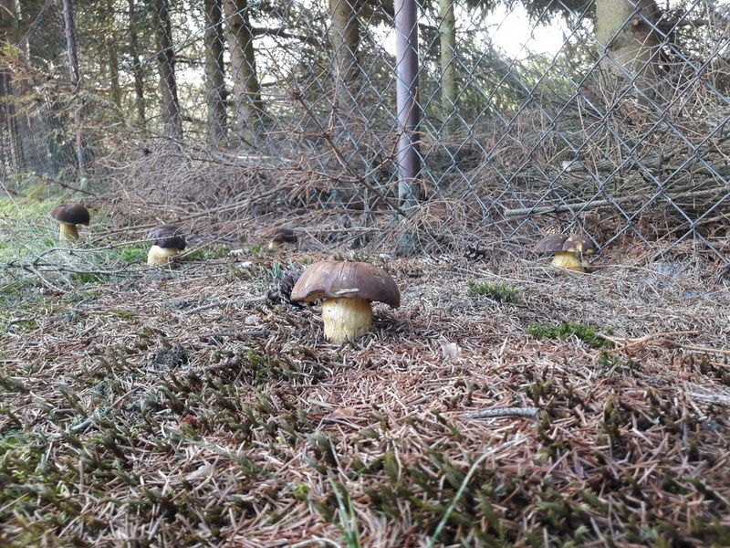 Podgrzybek Brunatny - grzybnia grzybów leśnych