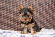 Yorkshire terrier YORK /FCI ZKwP