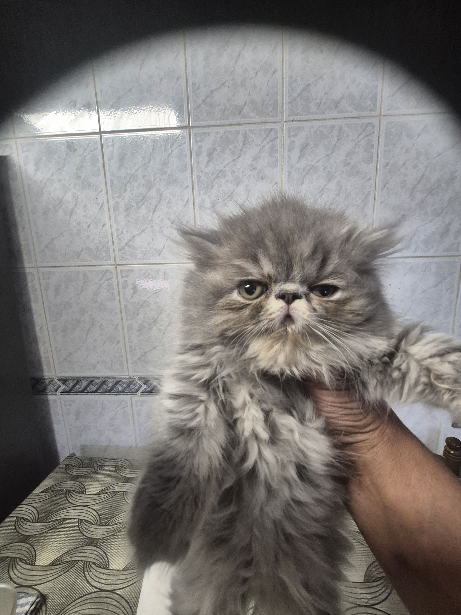 Persa femea  tabby