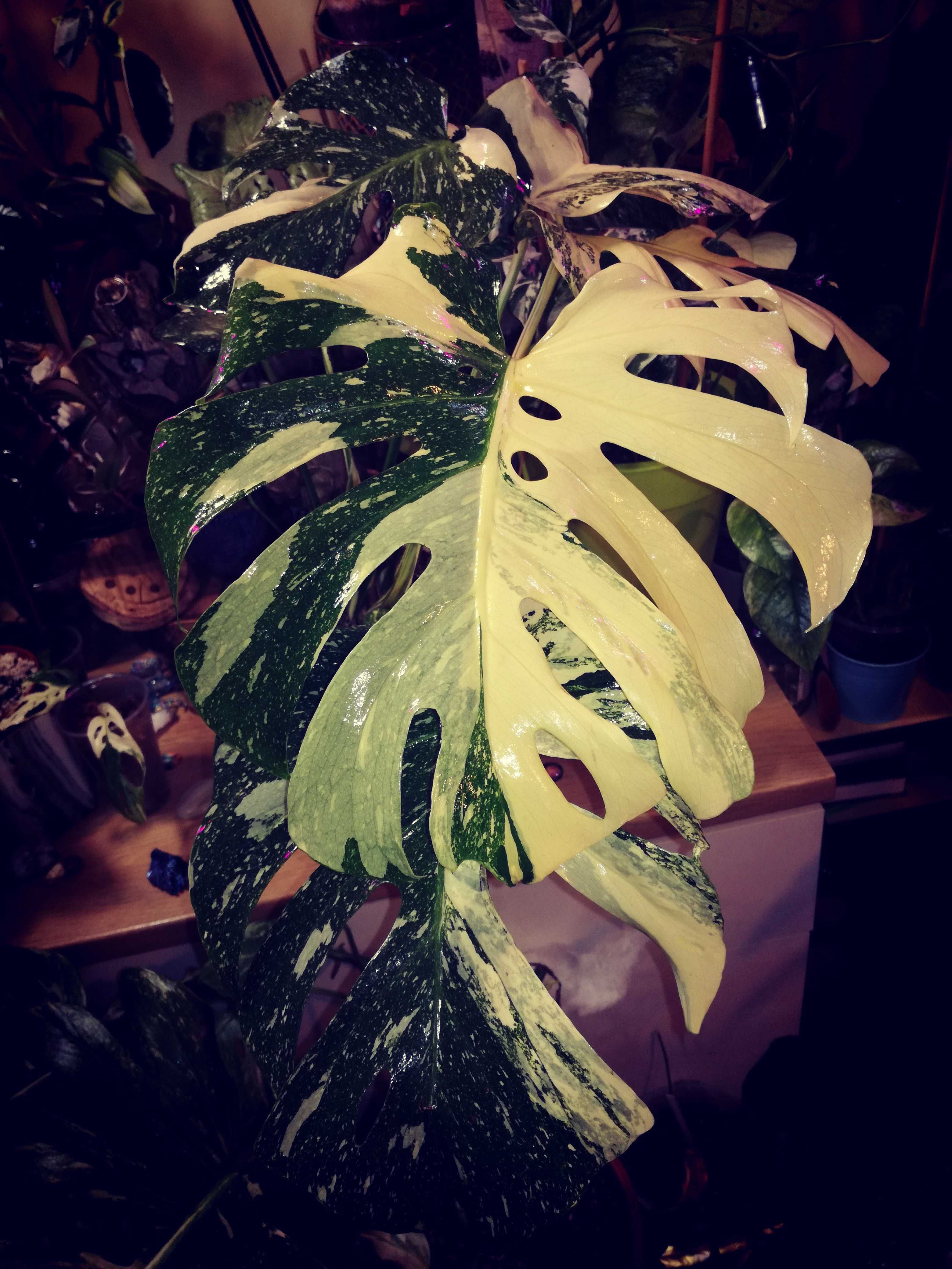 Monstera INTERNATION. Thai Constellation Crème Brûlée' Variegat PIĘKNA