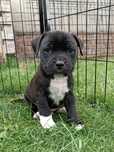 Piesek Staffordshire Bull Terrier * staffik