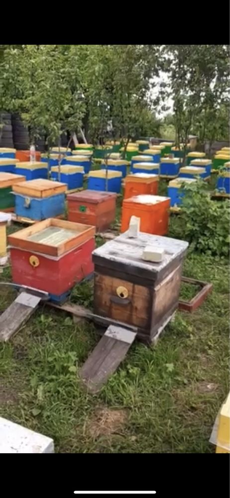 Продам пасіку.Вулики.Рамки.Бакфаст