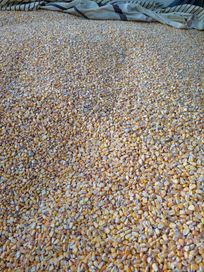 Kukurydza 25kg ziarno czyszczone