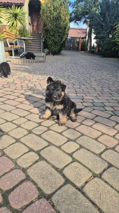 Suczki owczarka niemieckiego