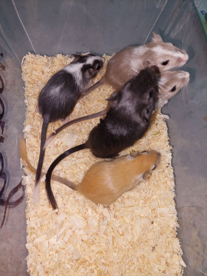 Myszoskoczki samce i samiczki.