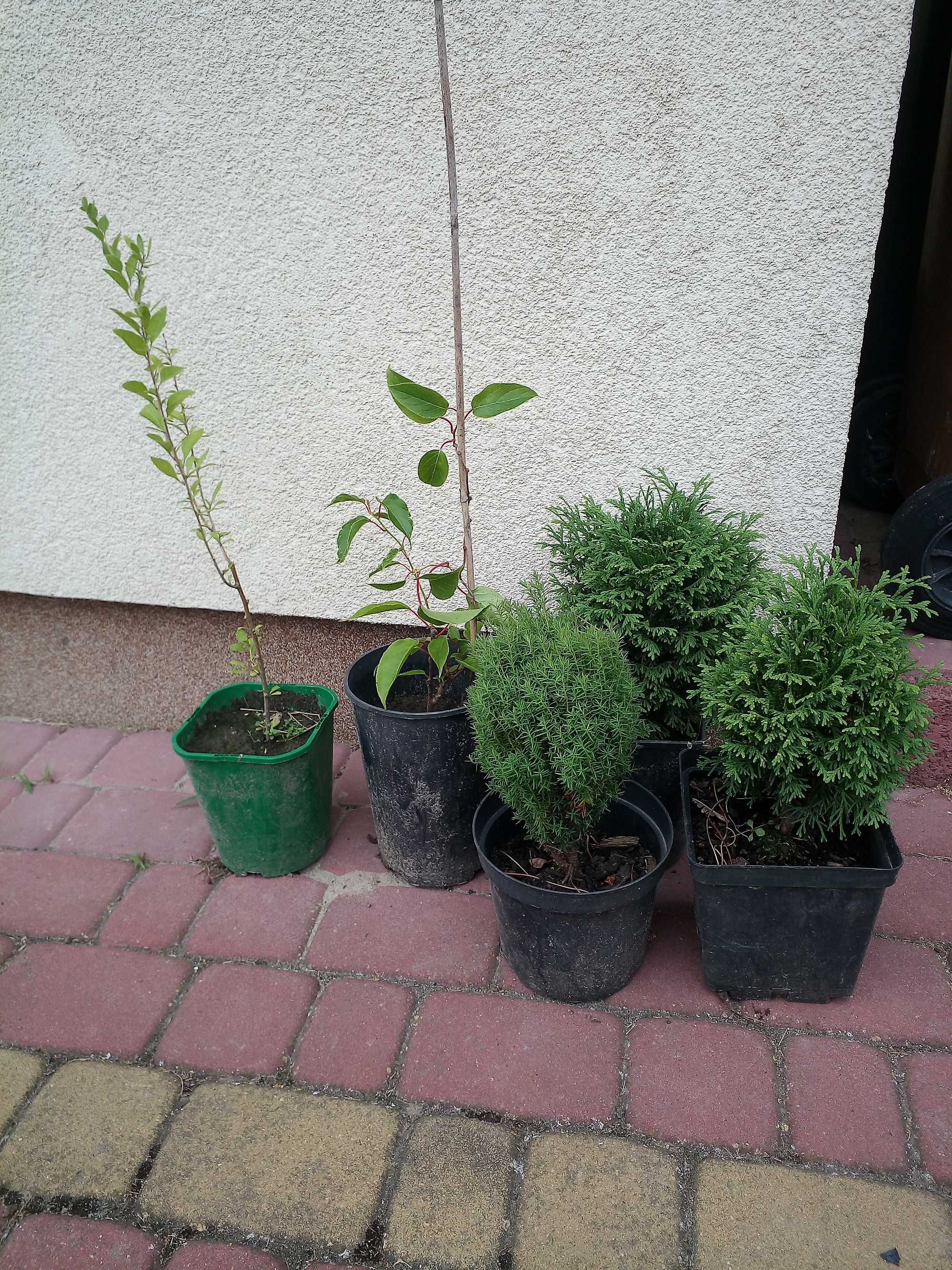 Sadzonki Jagody Goji, Mini Kiwi i Tui kulistej – gotowe do posadzenia!