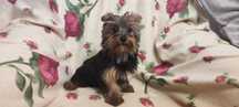 yorkshire terrier samczyk złoto czarny paszport