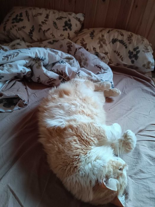 Віддам в хороші ручки кота