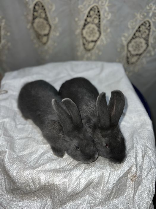 Віденьська голуба