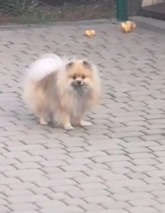 Sunia dorosla.Szpic miniaturowy Pomeranian