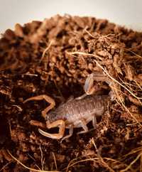 Janalychas tricarinatus młode skorpiony L2 3 sztuki