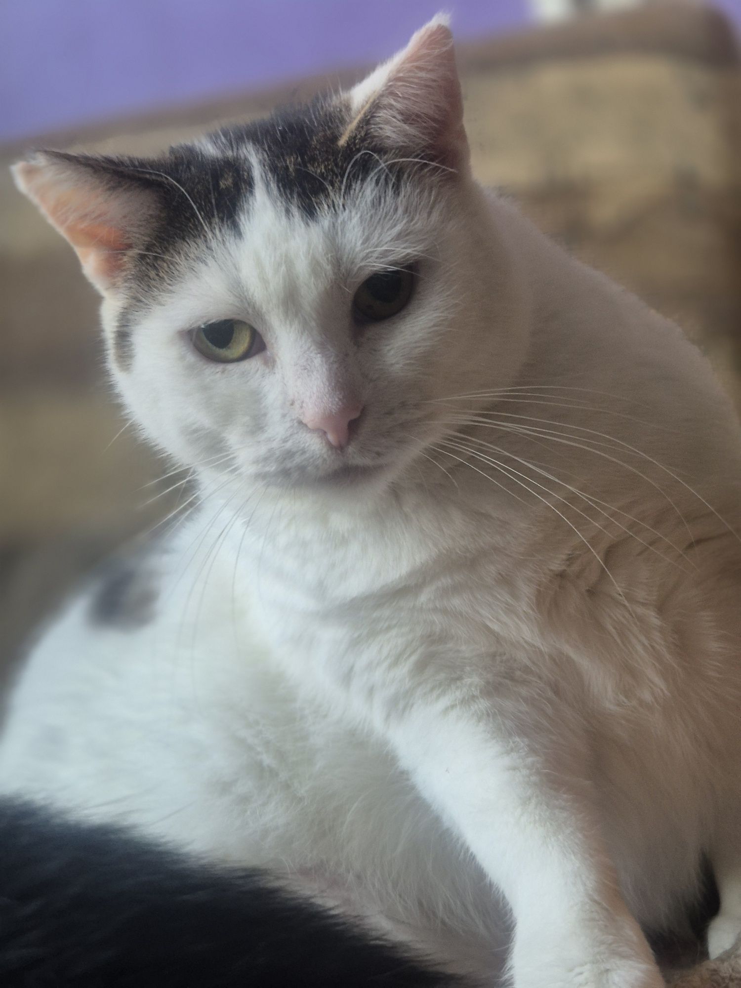 Koteczka Balbinka do pilnej adopcji
