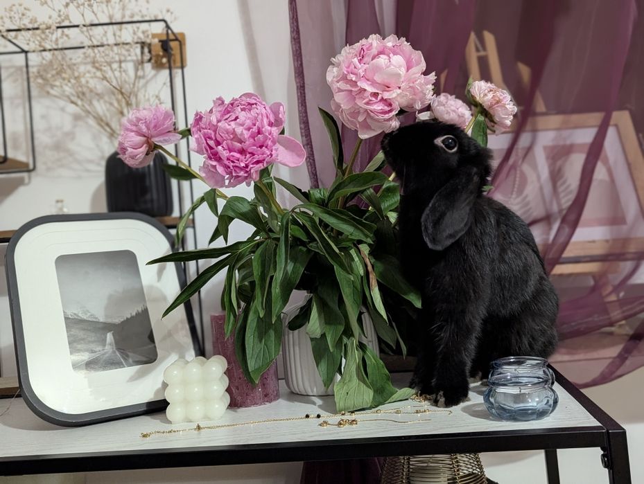 Sonia szuka nowego domu