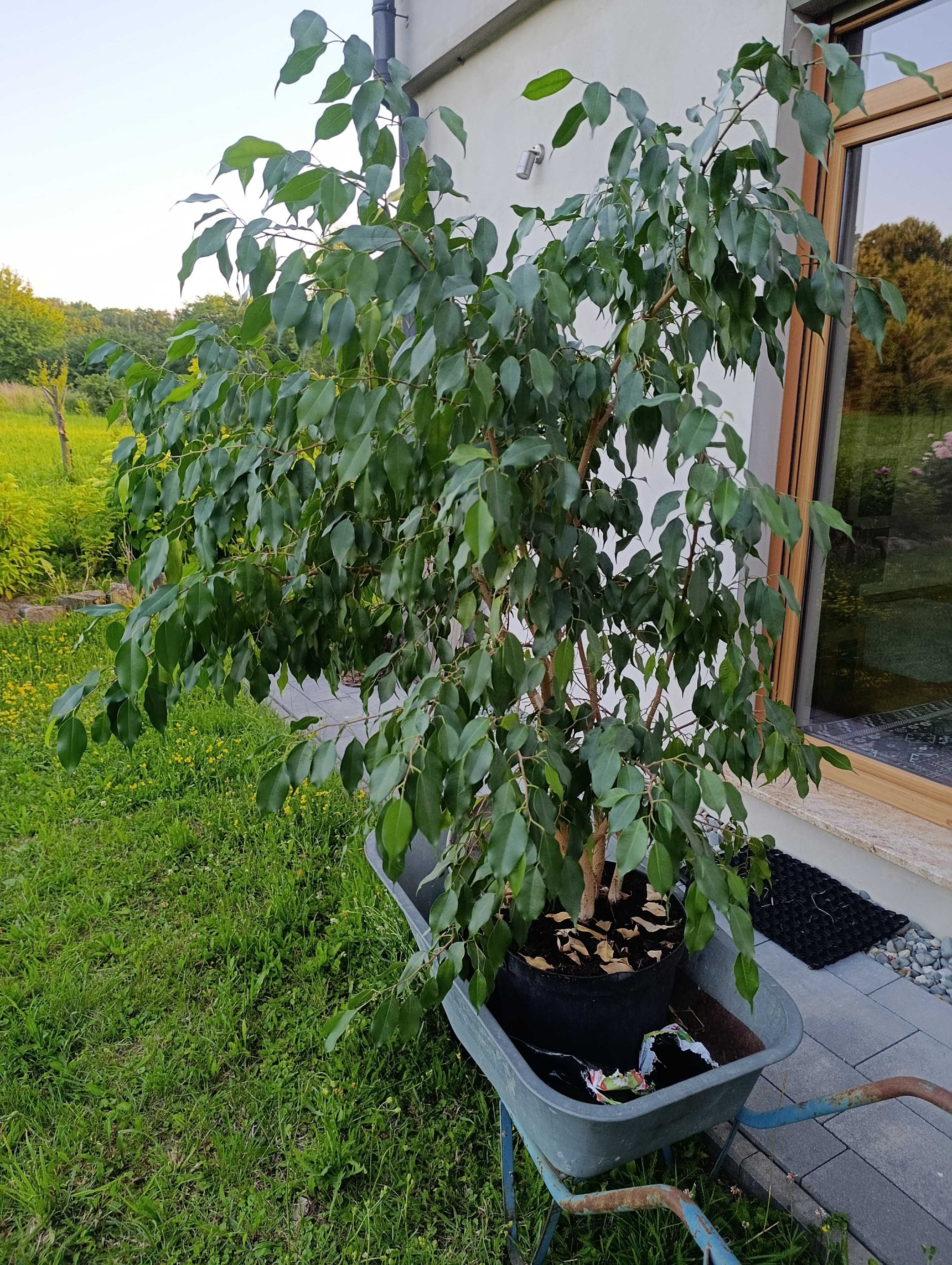 Fikus benjamina wysokość około 150 cm