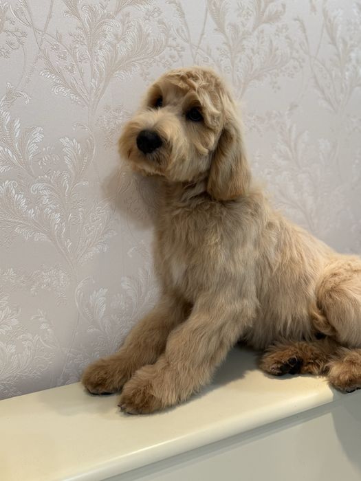 Останній ексклюзивний лабрадудль