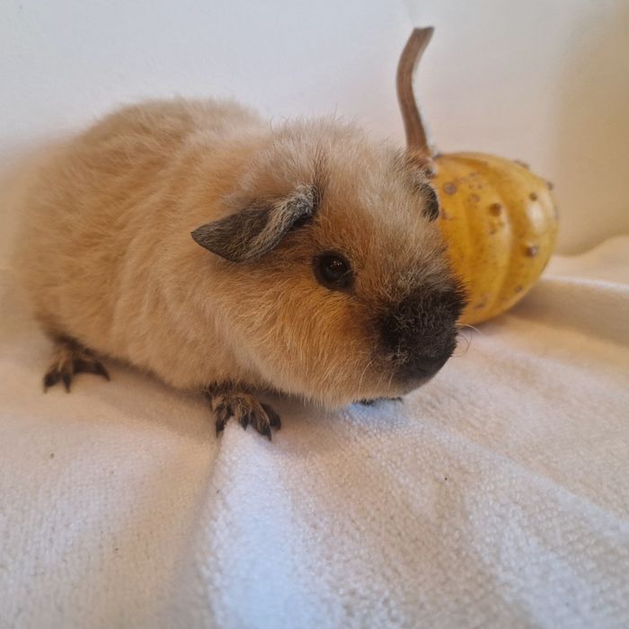 Świnka morska california tedy