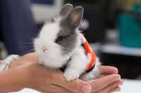 (KIT)Mini coelhos lindíssimos+Gaiola Nova+ alimentação adequada