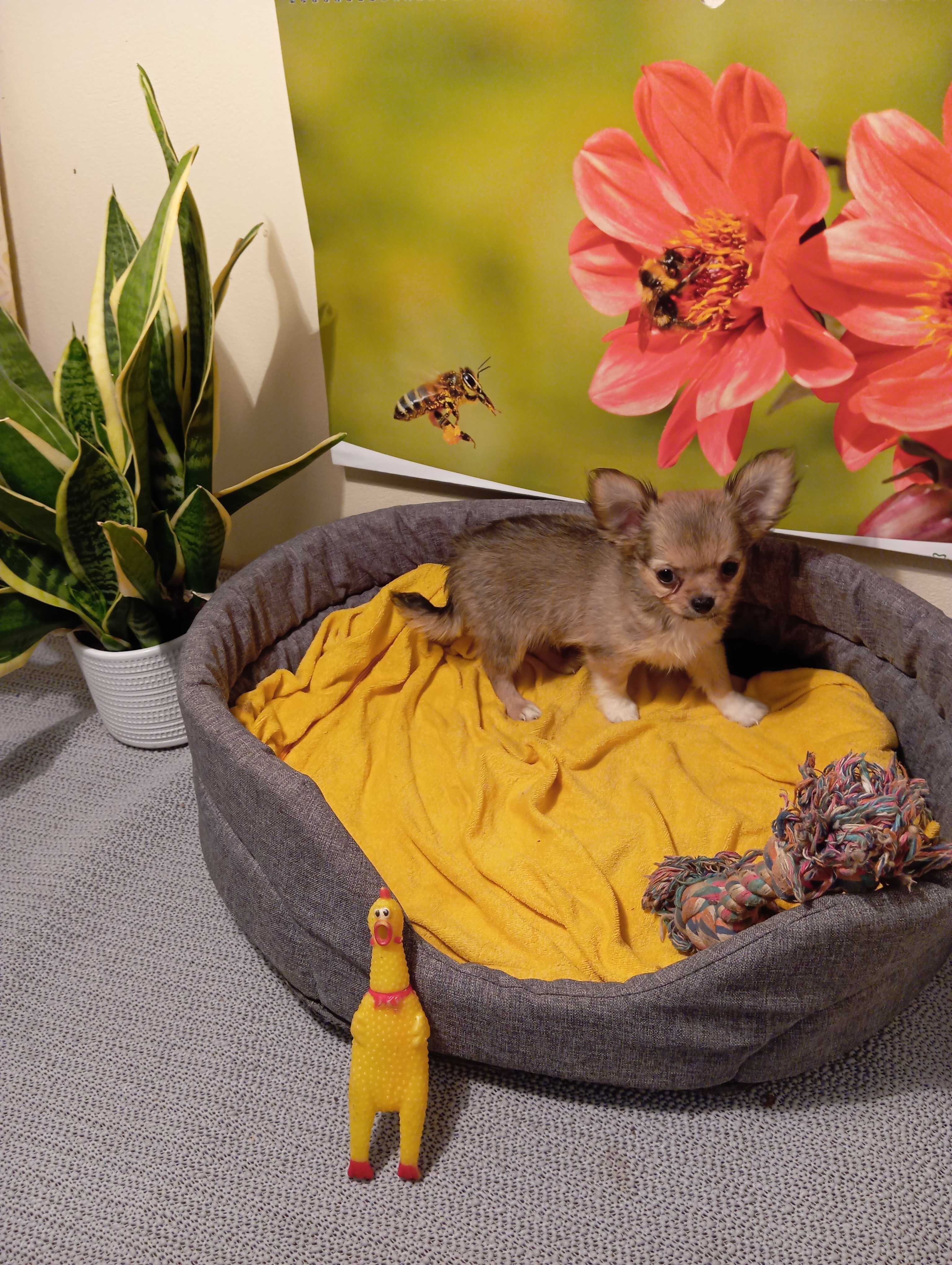 Sprzedam Chihuahua