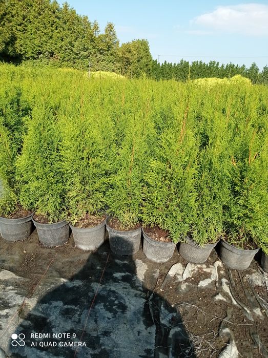 Tuja Szmaragd 60 cm-70cm.