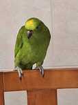 Amazona ochrocephala
