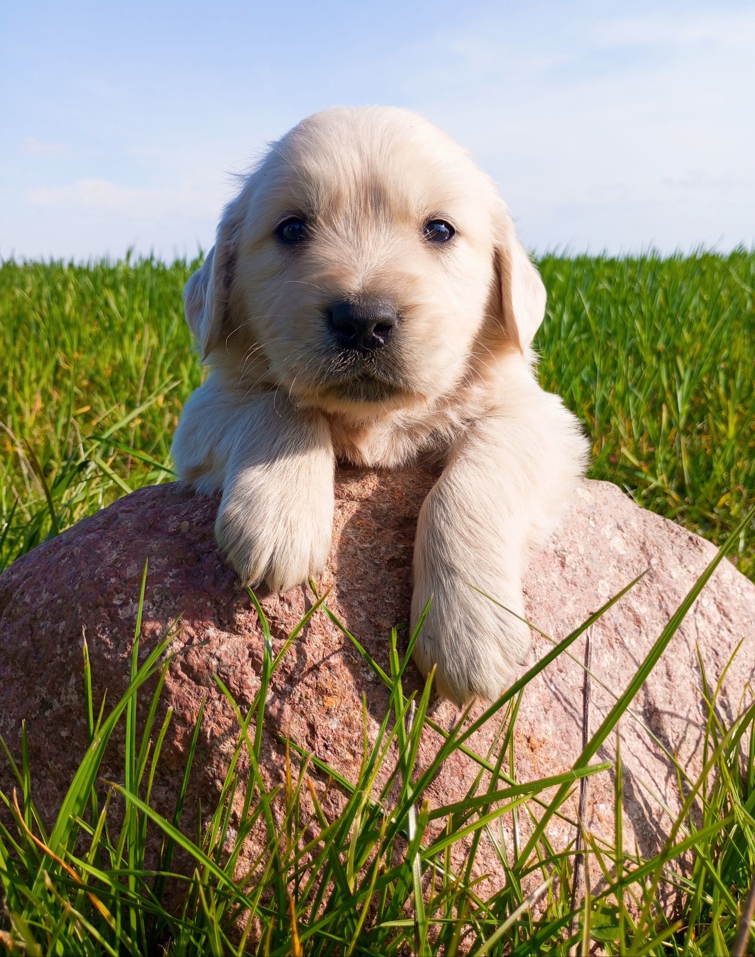 Golden Retriever