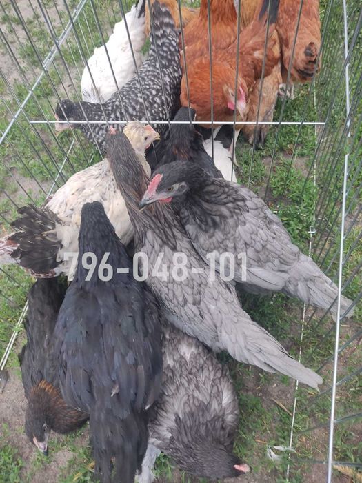 Kury Nioski Kolorowe Rosa Dominant Leghorn Lohman Leghorn