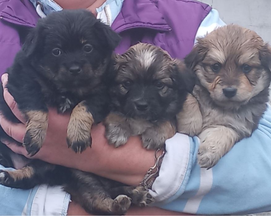 Отдам маленьких щенков в добрые руки