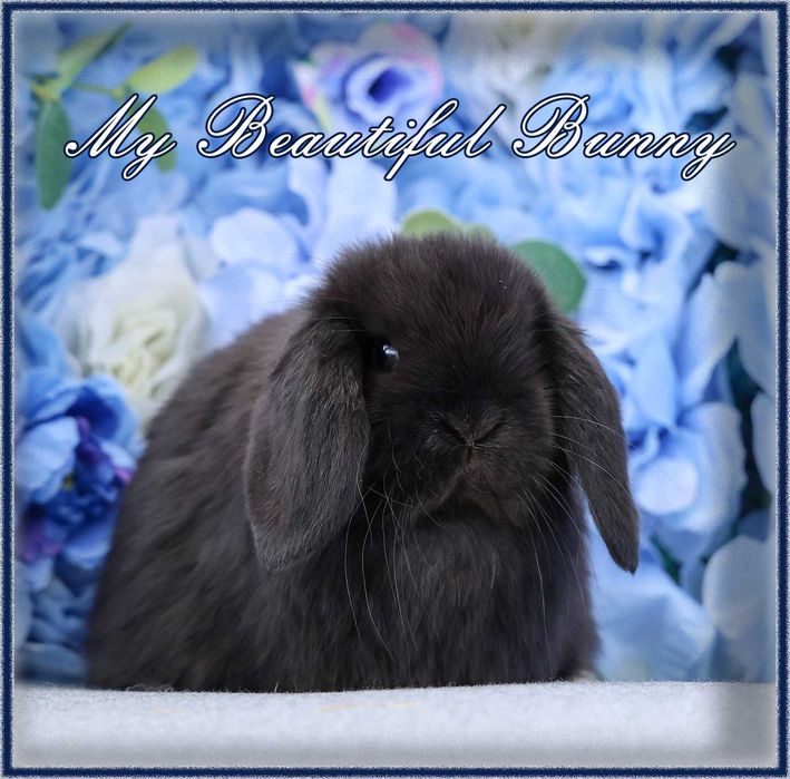 Piękny Młody Królik Mini Lop - Black