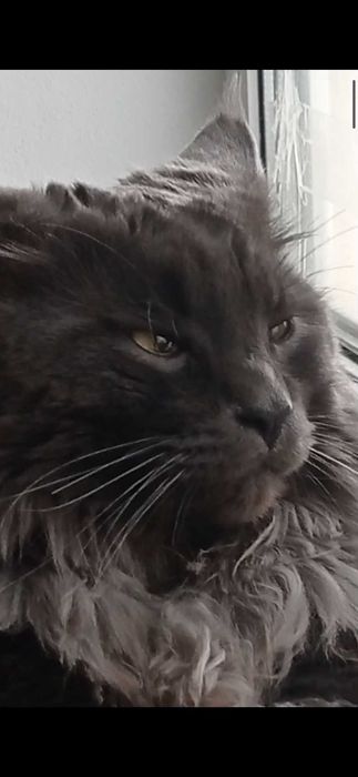 В'язка котів Мейн-кун. З 
 документами та без документiв.