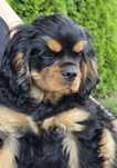 Cavalier King Charles Spaniel ZKwP - PIESEK