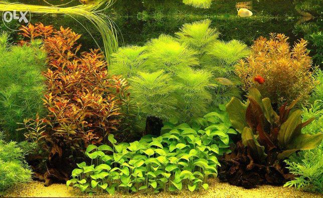 Rośliny akwariowe - akwarystyka, roślinki wodne, pływające i inne.