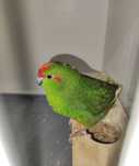 Kakariki           .