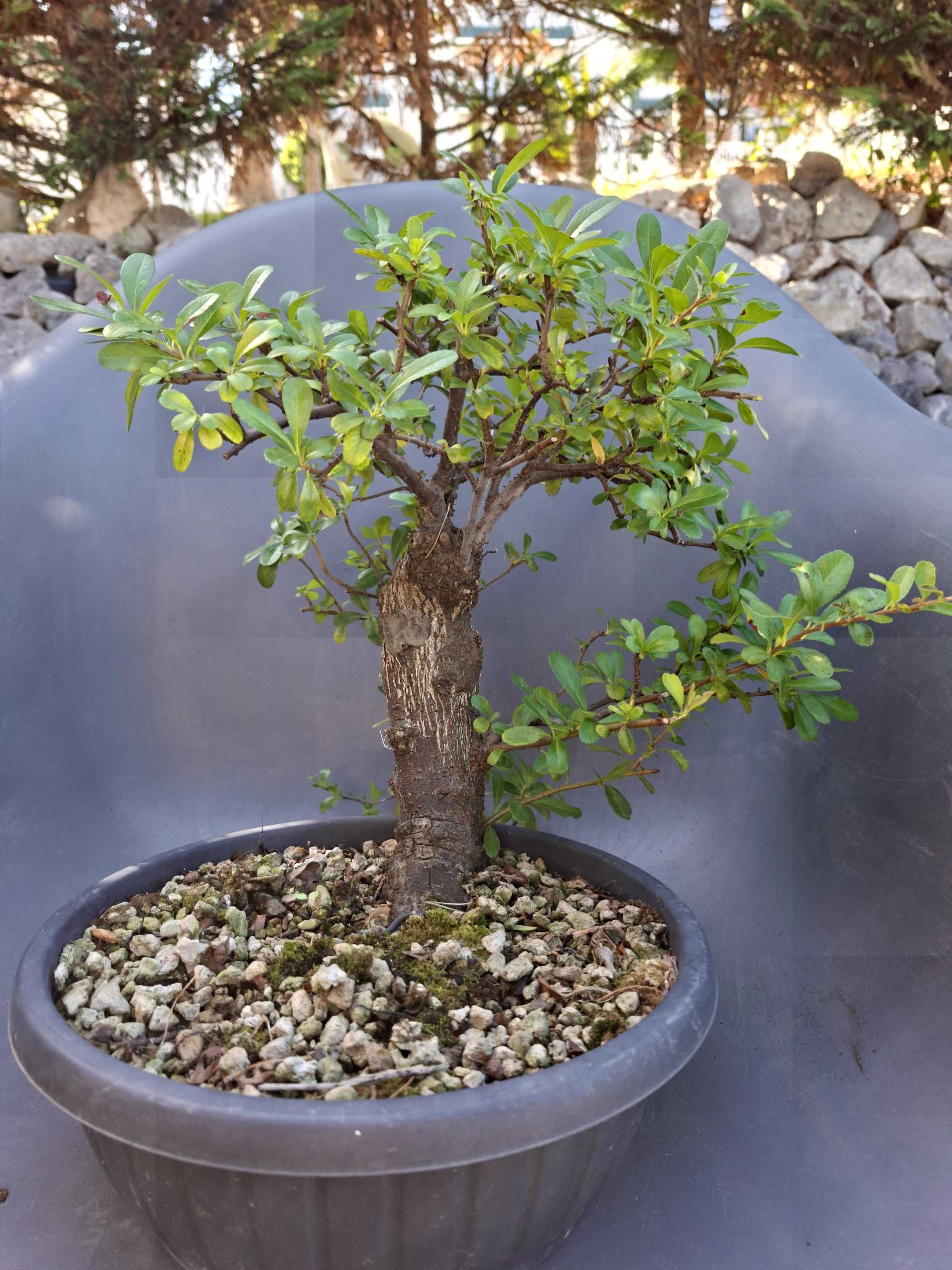 Pré - Bonsai Pyracantha
