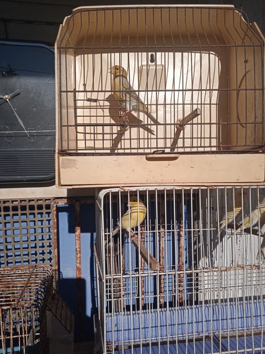 Canários mosaicos machos e fêmeas