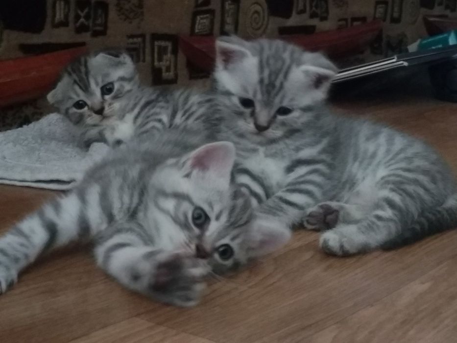 Вязка кота скотиш фолд