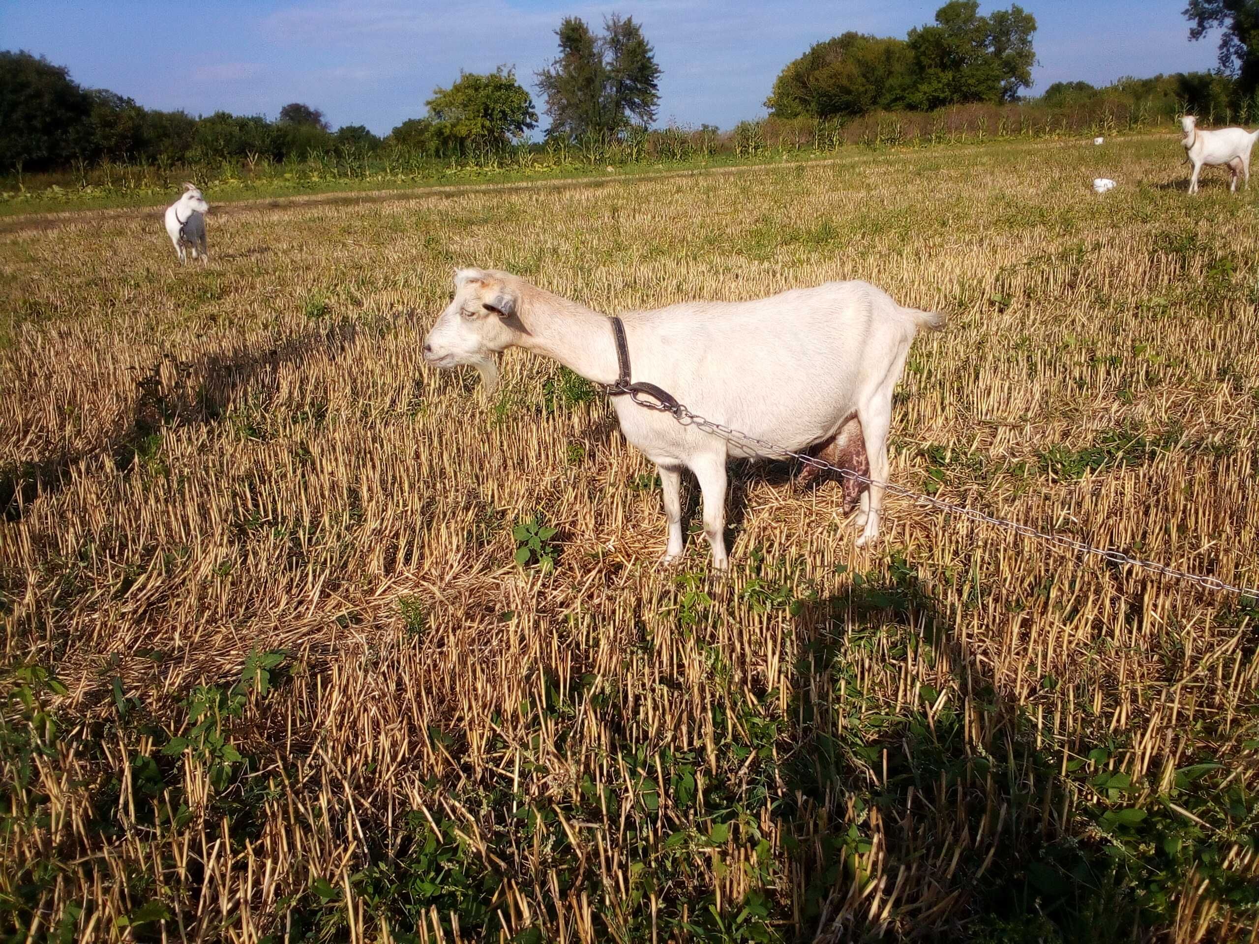 Продам кози Ламанчі