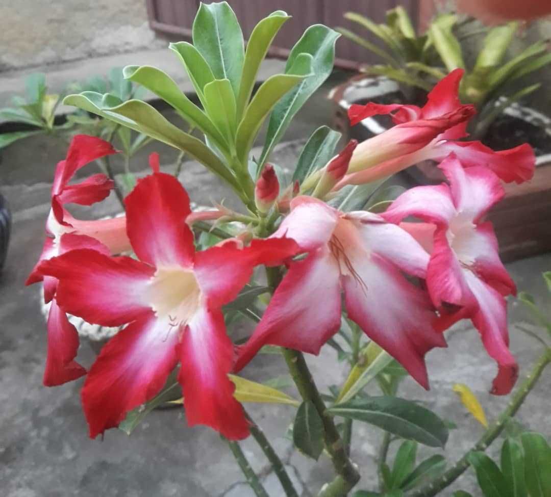 Limpezas, jardinagem, canalização e pequenas reparações