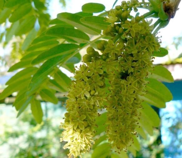 Гледичія насіння 2022 медонос