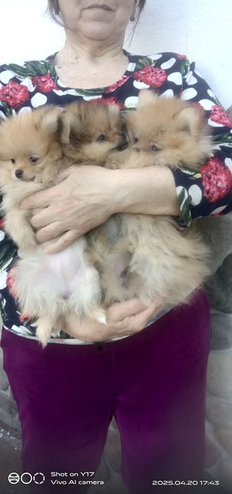 Померанський шпіц .Акція.