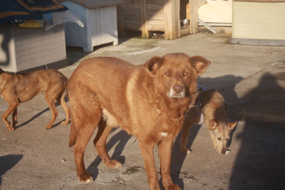 Boris cao de porte grande