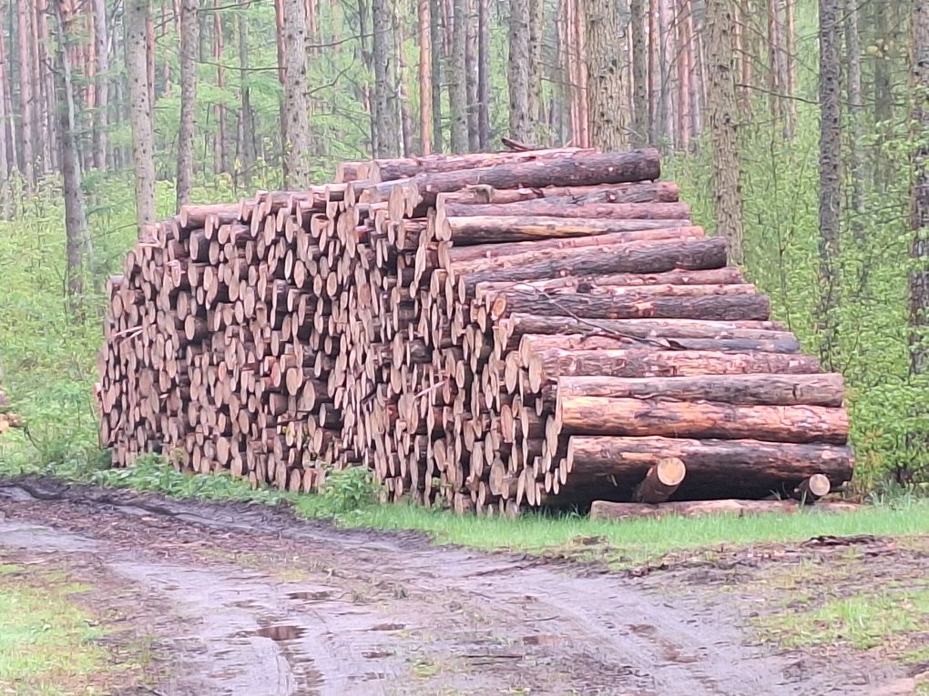 Sosna brzoza dąb grab oraz inne gatunki Piła +100km