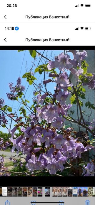 Павловния,Лиана Кампсис,Пионы розовые,красные,белые