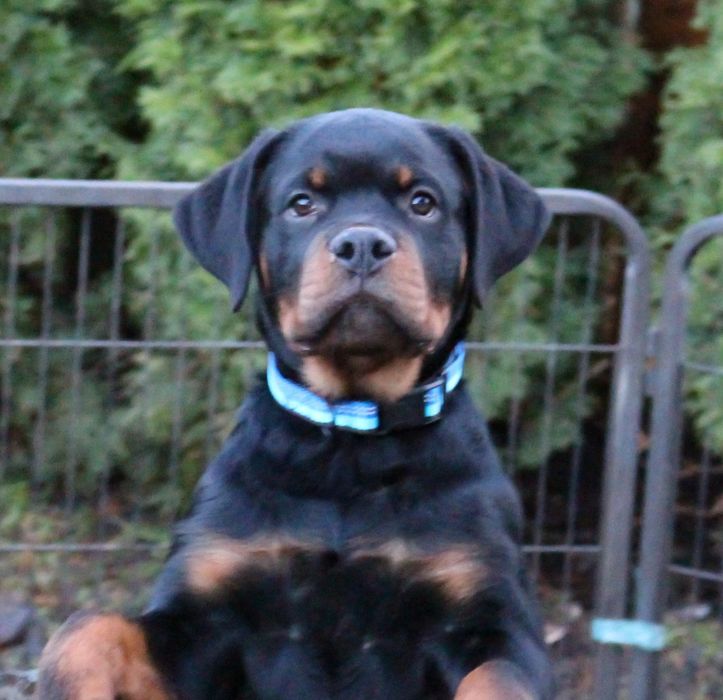 Rottweiler ZKwP/FCI - piesek 4 miesiące